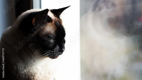 Thai cat at the window warms in the rays of the sunThai cat at the window warms in the rays of the sun
