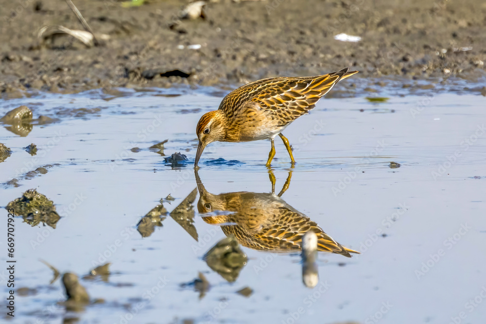 Fototapeta premium レンコン畑で餌を探すウズラシギ