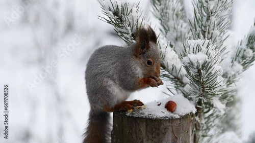 Squirrel with grey fur sitting on the cutted tree in the forest and eating hazelnut