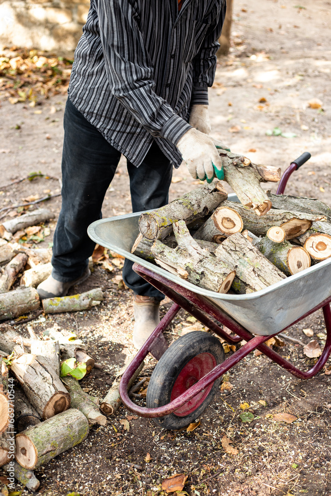 Obraz premium a man puts the harvested firewood into a garden wheelbarrow for transportation to the woodpile