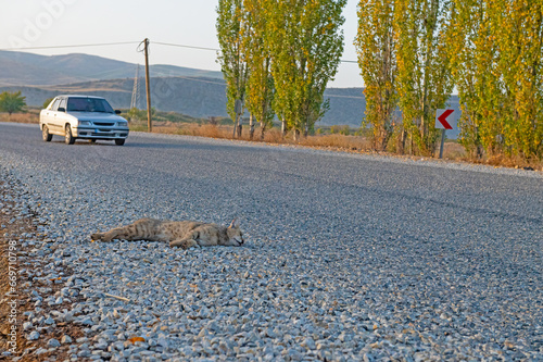 A jungle cat killed by a car on a tarmac road. Dead jungle animals by the roadside. Migration season of wild animals. A car accident involving animals. The concept of wild animal conservation.