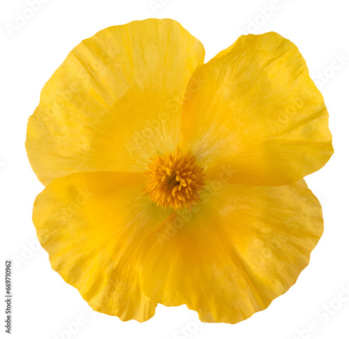  Yellow horned poppy