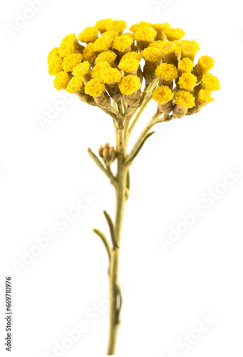 Helichrysum flowers photo