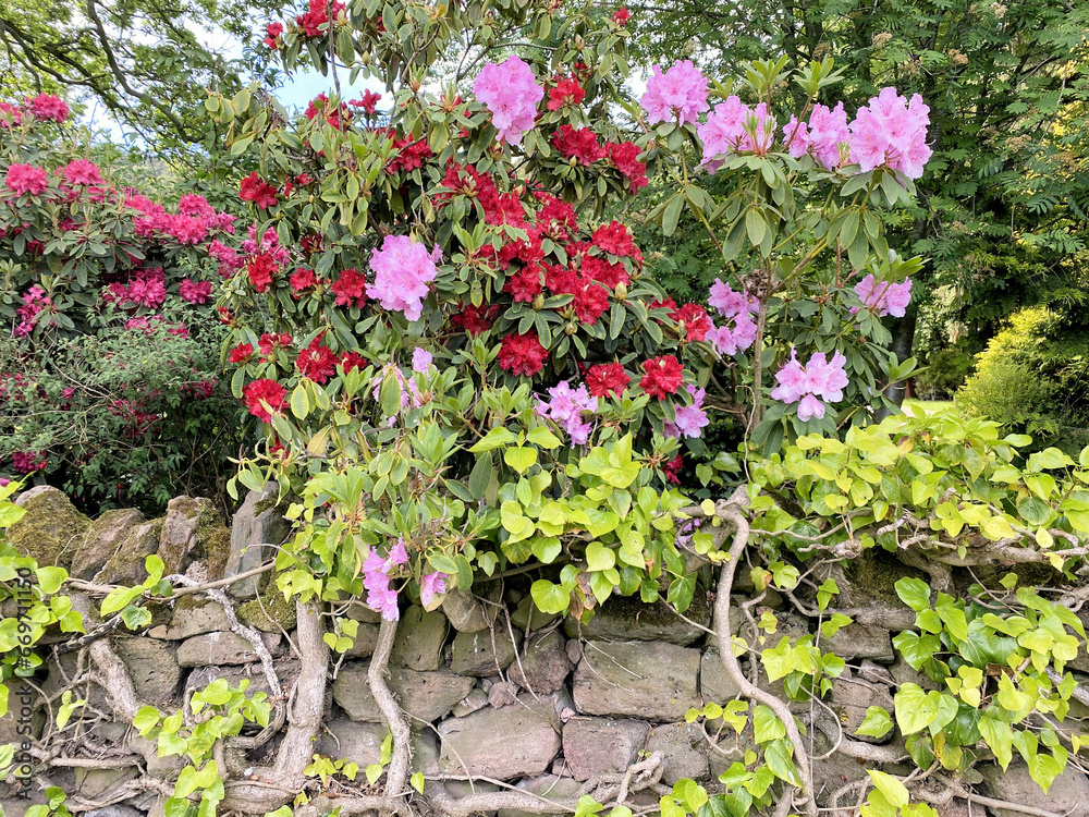 flowers in the garden