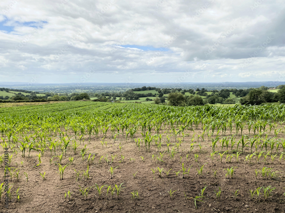 A view of the Cheshire Countryside at Peckforton