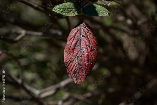Leaf in drought