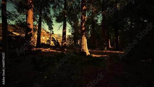 Giant Sequoias Trees or Sierran redwood growing in the forest photo