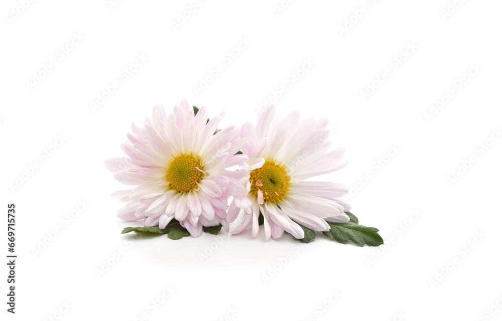 Fototapeta premium Beautiful white chamomile.