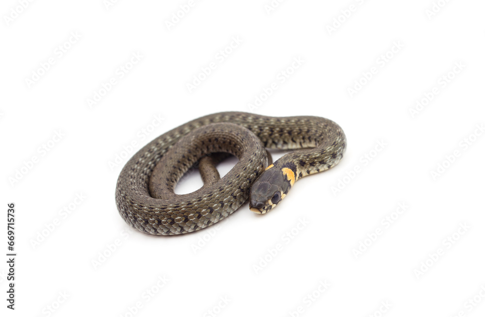Naklejka premium One gray snake.