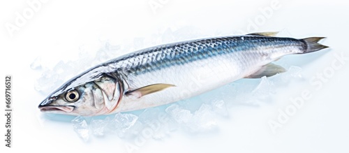 Frozen mackerel on ice
