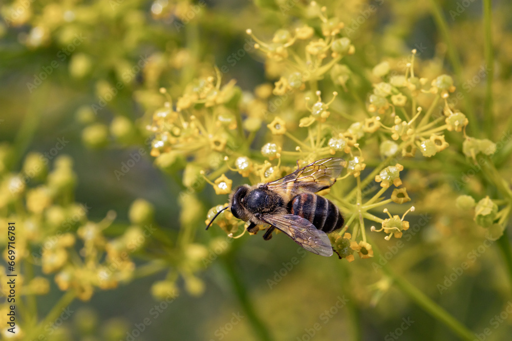 A bee on a flower collects nectar. Anthophila. A bee on a flower collects nectar. Anthophila.