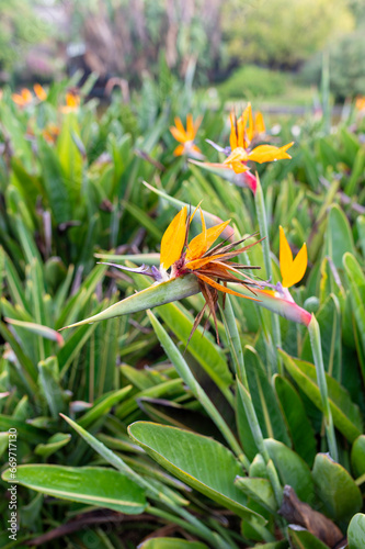 Strelitzia or Bird of Paradise flowers in a nature garden with drops of dew after the rain