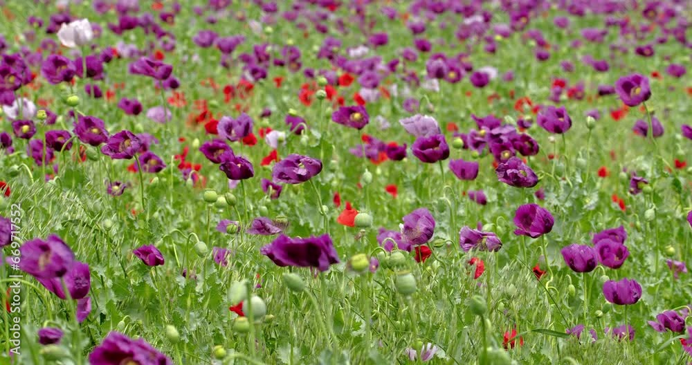 Beautiful shot of red and purple poppy flowers in the meadow Beautiful shot of red and purple poppy flowers in the meadow