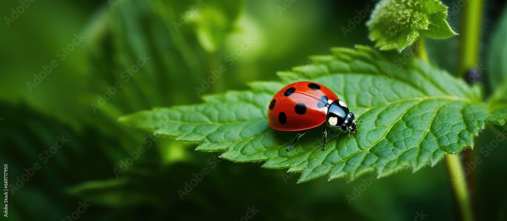 Obraz premium Ladybug concealing in plants