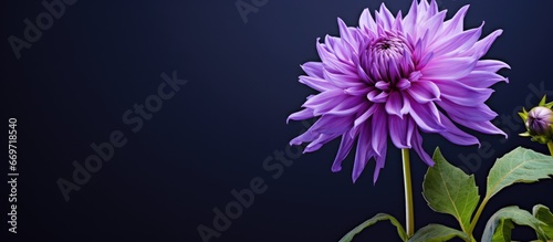Purple flower photo shoot