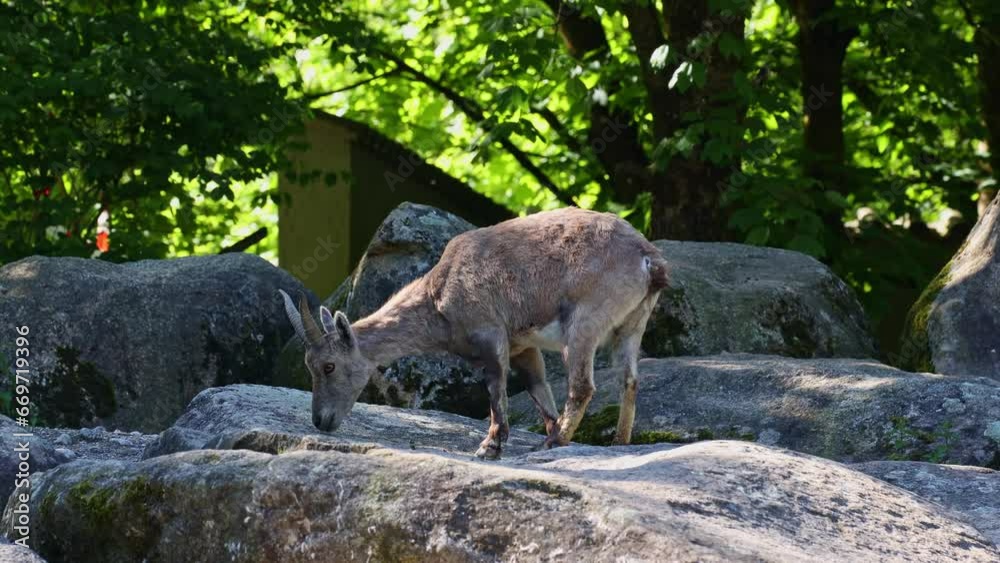 Young baby mountain ibex on a rock - capra ibex in a german park