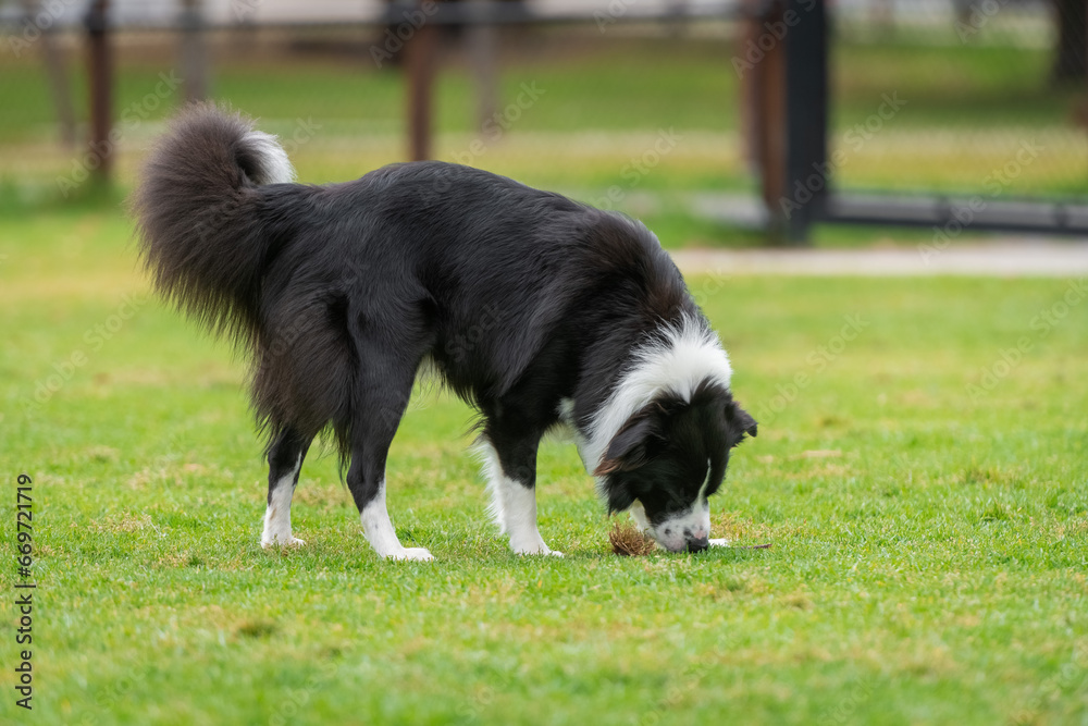 Border collie puppy sniffing grass Border collie puppy sniffing grass