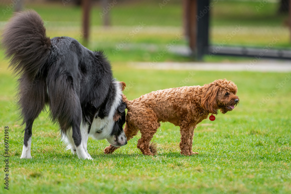 Dogs of mix breeds play in the park
