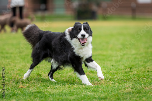 Portrait of a Border Collie running in the dog park