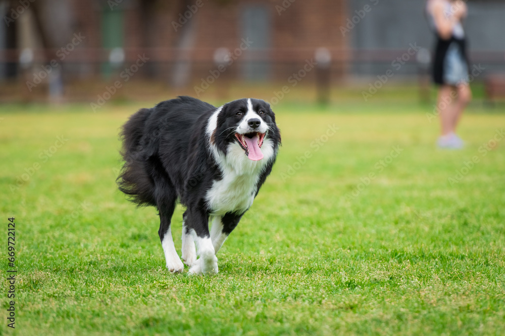Portrait of a Border Collie running in the dog park Portrait of a Border Collie running in the dog park