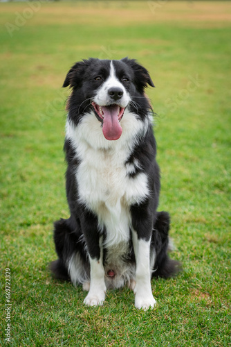 Portrait of a Border Collie sitting in the dog park