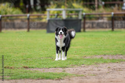 Portrait of a Border Collie in the dog park
