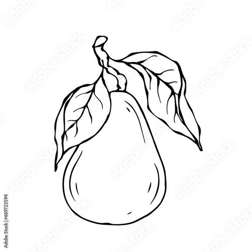 Linear botanical sketch with pear fruits and leaves.Vector graphics.
