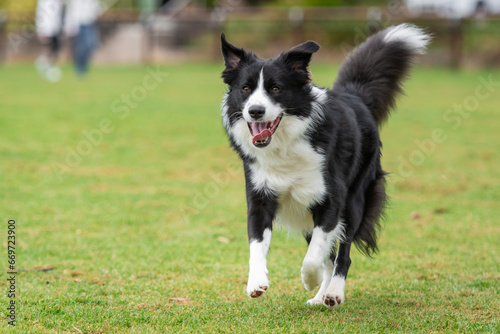 Portrait of a Border Collie running in the dog park © PicMedia