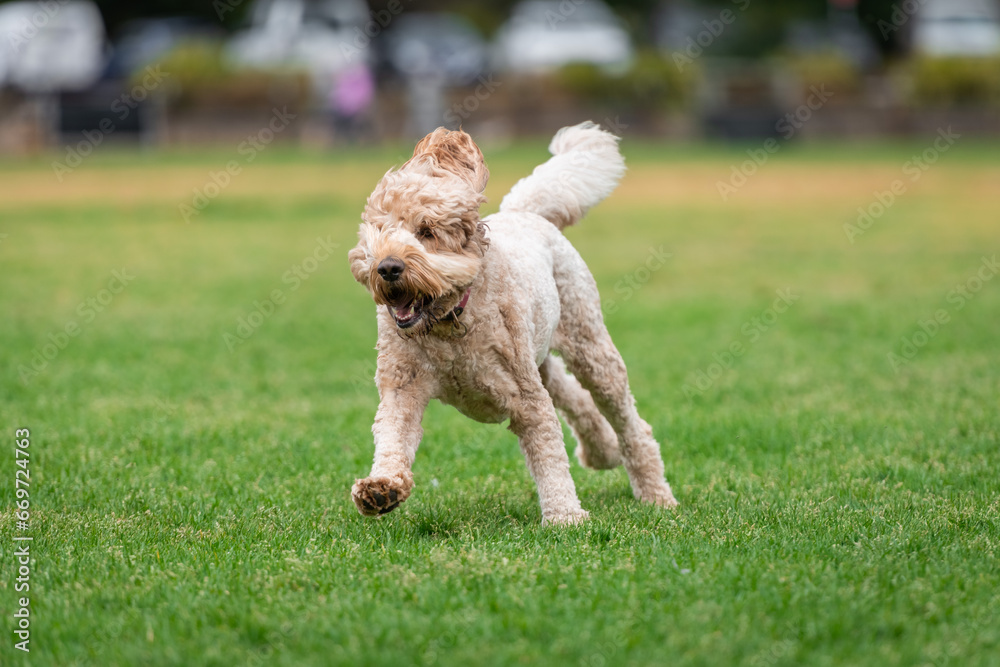 Portrait of a fluffy poodle running in the park Portrait of a fluffy poodle running in the park