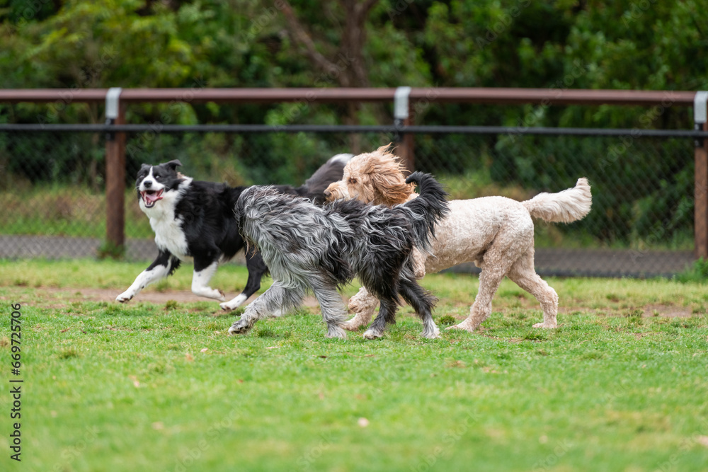 Dogs of mix breeds play in the park Dogs of mix breeds play in the park