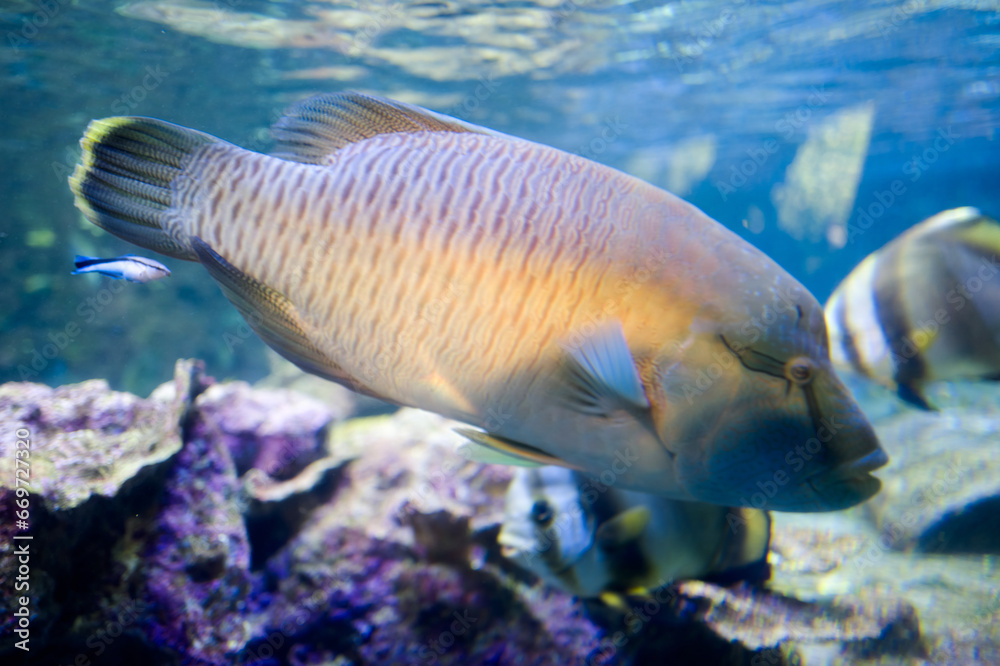 Fish and marine fauna at the Genoa aquarium Fish and marine fauna at the Genoa aquarium