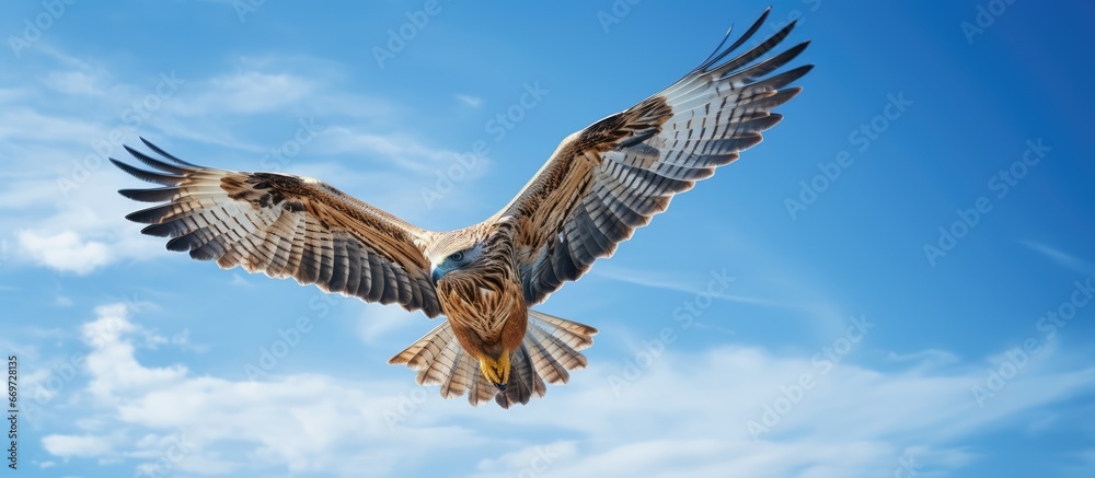 Fototapeta premium Bird of prey in a blue sky