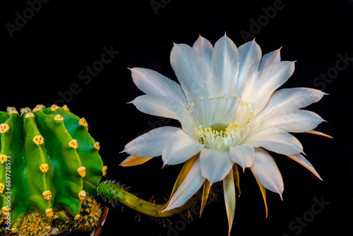 Bloomig easter lily cactus wth black background photo