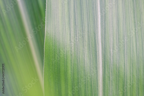 Corn leaves macro photo. Green plant close-up as a background.