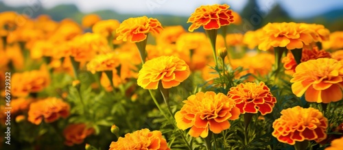 Marigold flowers are popular for their radiant colors