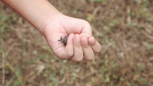 A handheld following footage showing palm fruit from boy hand. Palms industry is Malaysia future. 