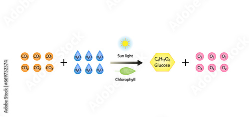 Photosynthesis, photosynthesis formula, Biology Education. Calvin cycle. Vector illustration.