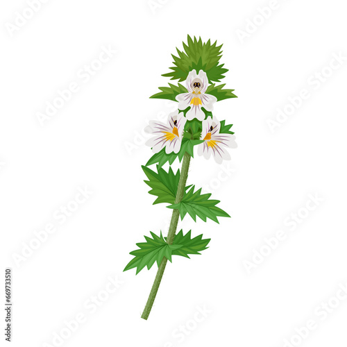 Vector illustration, Euphrasia, or eyebright, scientific name Euphrasia officinalis, isolated on white background. photo