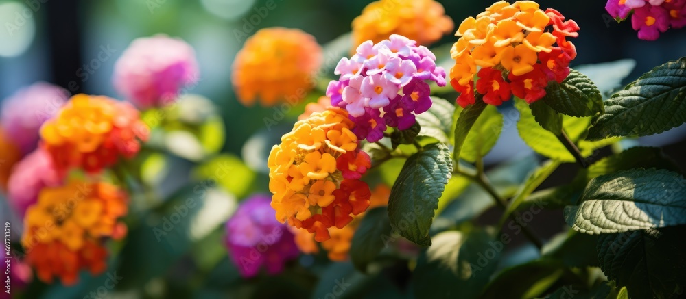 Lantana flowers in the park beautiful and common Lantana flowers in the park beautiful and common