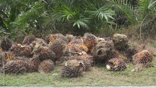 A handheld footage bunch of harvest palm fruits at the roadside. Palm fruits have high benefit to the use