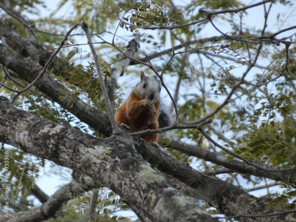 squirrel on a tree squirrel on a tree