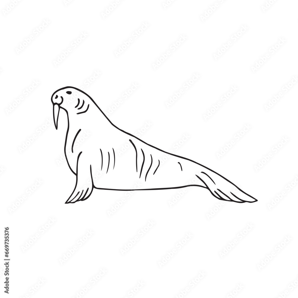 Vector hand drawn doodle sketch walrus isolated on white background Vector hand drawn doodle sketch walrus isolated on white background