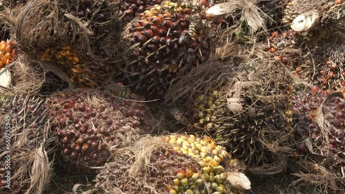 A handheld role up footage pile harvest bunch of palm fruits at the roadside. Palm industry are the main plantation in Malaysia. 