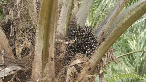A handheld footage early stage bunch of young palms fruit at the tree. Palms industry is main economy contribution in Malaysia. 