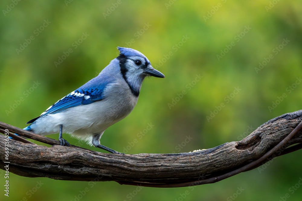 Obraz premium Blue Jay