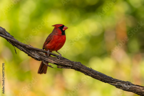 Male Cardinal © Gordon