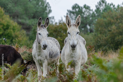 two white cute donkeys on the mountain looking at the camera