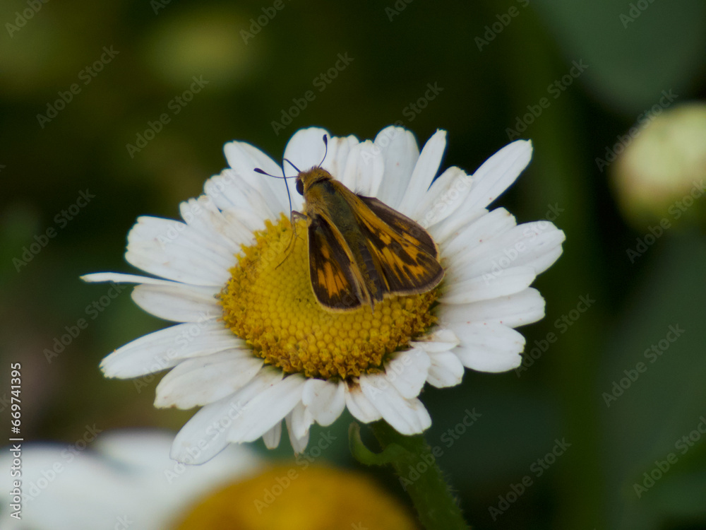 Obraz premium moth on flower