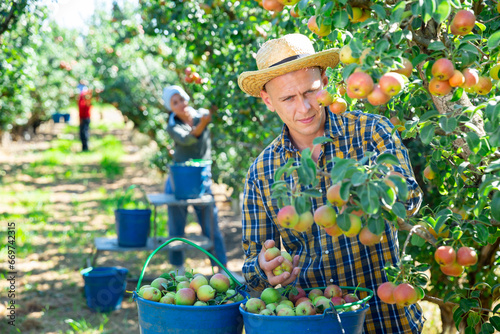 Two workers picking pears from trees and putting them into buckets photo