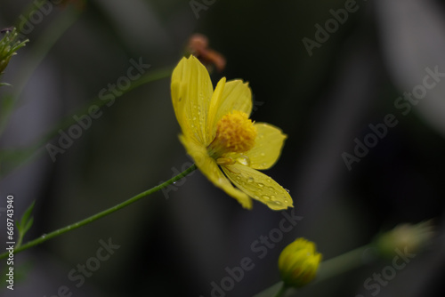 Yellow cosmos flower on blurred background.  Cosmos bipinnatus 